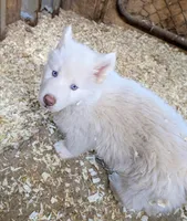 Poppy, a male Siberian Husky for sale in Tucson, AZ – Photo 2 of 2