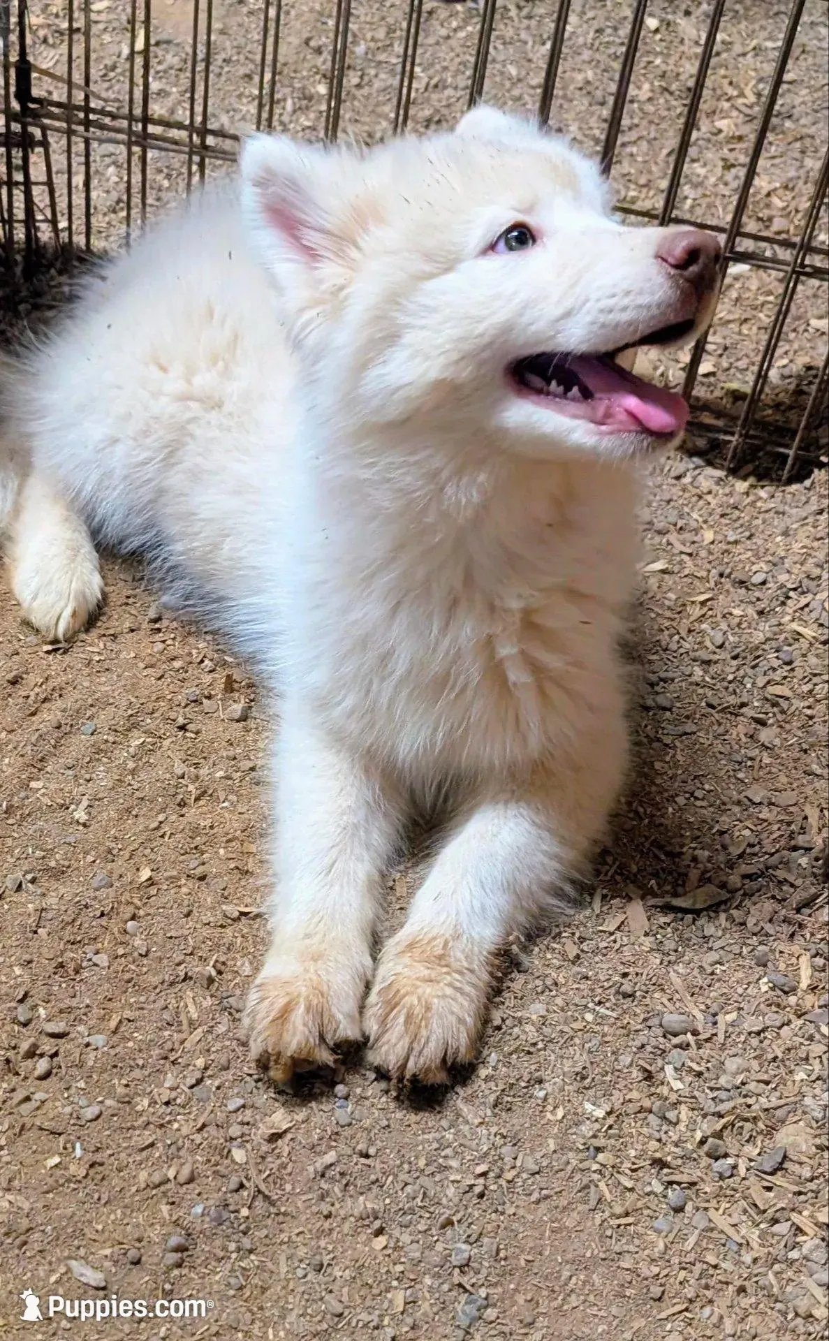 Poppy, a female Siberian Husky for sale in Tucson, AZ – Photo 2 of 5