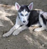 Sammy, a male Siberian Husky for sale in Tucson, AZ – Photo 3 of 3