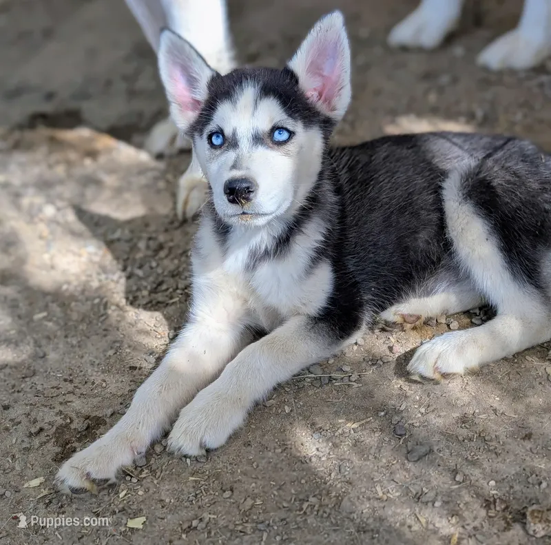 Sammy – Siberian Husky puppy for sale in Tucson, AZ
