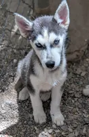 Sammy, a male Siberian Husky for sale in Tucson, AZ – Photo 2 of 3