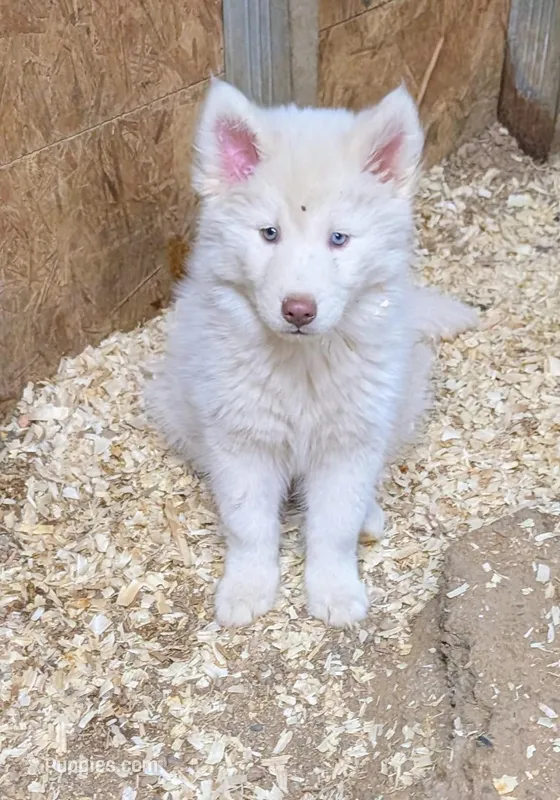 Prince – Siberian Husky puppy for sale in Tucson, AZ
