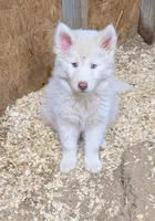 Prince, a male Siberian Husky for sale in Tucson, AZ – Photo 3 of 3