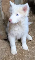 Prince, a male Siberian Husky for sale in Tucson, AZ – Photo 2 of 3