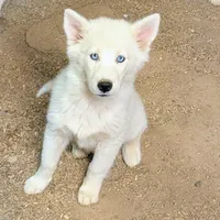 Ginger, a female Siberian Husky for sale in Tucson, AZ – Photo 2 of 4