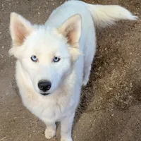 Ginger, a female Siberian Husky for sale in Tucson, AZ – Photo 1 of 4