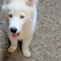 Ginger, a female Siberian Husky for sale in Tucson, AZ – Photo 4 of 4