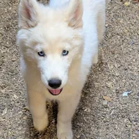 Ginger, a female Siberian Husky for sale in Tucson, AZ – Photo 3 of 4
