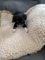 Jessi, a female Japanese Chin and Yorkshire Terrier for sale in Tucson, AZ – 2 of 2