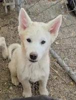 Ghost, a male Siberian Husky for sale in Tucson, AZ – 2 of 2