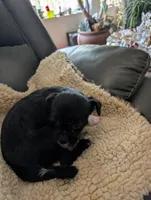 Jessi, a female Japanese Chin and Yorkshire Terrier for sale in Tucson, AZ – 3 of 5