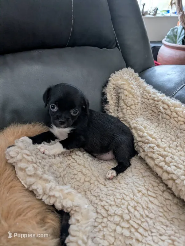 Jessi – Japanese Chin, Yorkshire Terrier puppy for sale in Tucson, AZ