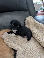 Jessi, a female Japanese Chin and Yorkshire Terrier for sale in Tucson, AZ – 1 of 2