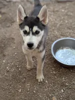 Cleo, a female Siberian Husky for sale in Tucson, AZ – 3 of 4