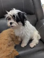 Snowman, a male Japanese Chin and Yorkshire Terrier for sale in Tucson, AZ – Photo 3 of 9