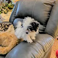 Snowman, a male Japanese Chin and Yorkshire Terrier for sale in Tucson, AZ – Photo 6 of 7