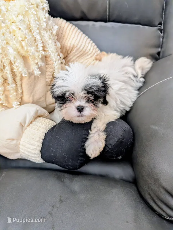 Snowman – Japanese Chin, Yorkshire Terrier puppy for sale in Tucson, AZ