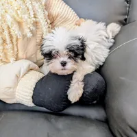 Snowman, a male Japanese Chin and Yorkshire Terrier for sale in Tucson, AZ – Photo 2 of 7