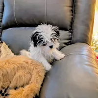 Snowman, a male Japanese Chin and Yorkshire Terrier for sale in Tucson, AZ – Photo 5 of 7