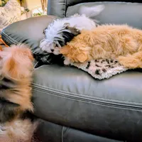 Snowman, a male Japanese Chin and Yorkshire Terrier for sale in Tucson, AZ – Photo 7 of 7