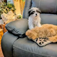 Snowman, a male Japanese Chin and Yorkshire Terrier for sale in Tucson, AZ – Photo 1 of 7