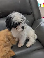 Snowman, a male Japanese Chin and Yorkshire Terrier for sale in Tucson, AZ – Photo 2 of 9