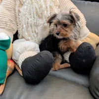 Jill, a female Yorkshire Terrier for sale in Tucson, AZ – Photo 1 of 5