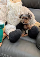 Jill, a female Yorkshire Terrier for sale in Tucson, AZ – Photo 1 of 5