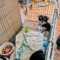 Jill, a female Yorkshire Terrier for sale in Tucson, AZ – Photo 3 of 5