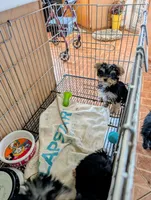 Jill, a female Yorkshire Terrier for sale in Tucson, AZ – Photo 3 of 5