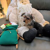 Jill, a female Yorkshire Terrier for sale in Tucson, AZ – Photo 2 of 5