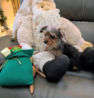 Jill, a female Yorkshire Terrier for sale in Tucson, AZ – Photo 2 of 5