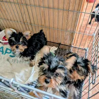 Jill, a female Yorkshire Terrier for sale in Tucson, AZ – Photo 4 of 5