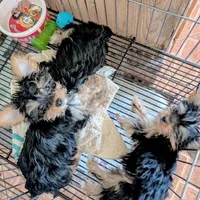 Jill, a female Yorkshire Terrier for sale in Tucson, AZ – Photo 5 of 5