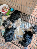 Jill, a female Yorkshire Terrier for sale in Tucson, AZ – Photo 5 of 5