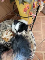 Wee Willy, a male Japanese Chin and Yorkshire Terrier for sale in Tucson, AZ – 4 of 4