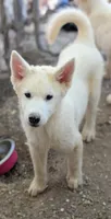 Ghost, a male Siberian Husky for sale in Tucson, AZ – 1 of 2