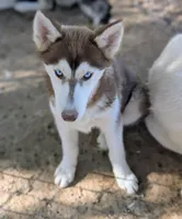 Ruby, a female Siberian Husky for sale in Tucson, AZ – 3 of 6