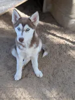 Ruby, a female Siberian Husky for sale in Tucson, AZ – 4 of 6