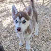 Ruby, a female Siberian Husky for sale in Tucson, AZ – Photo 2 of 4