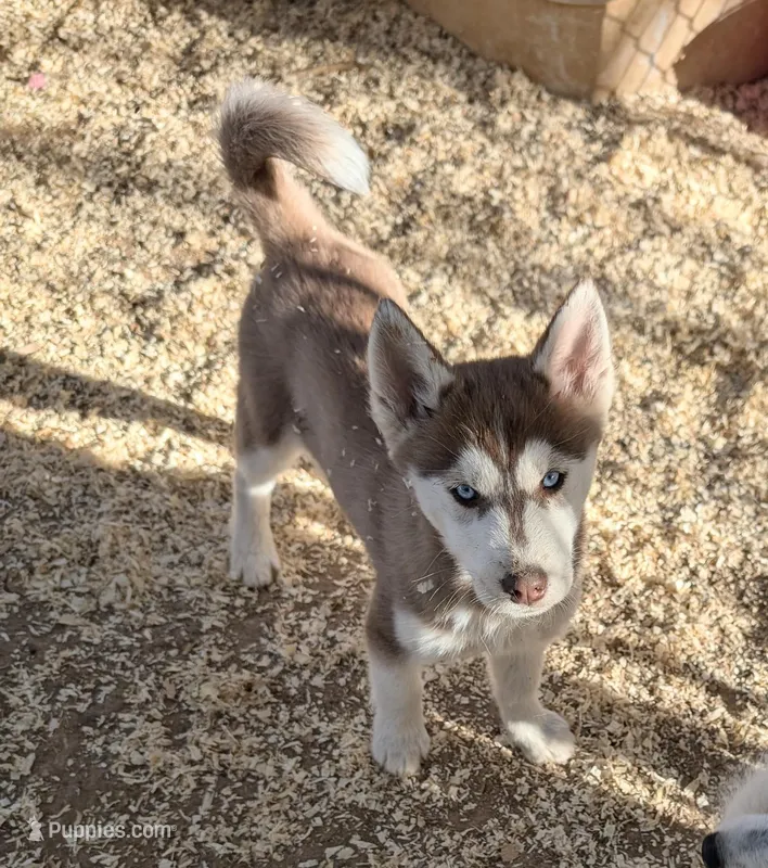 Ruby – Siberian Husky puppy for sale in Tucson, AZ