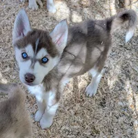 Ruby, a female Siberian Husky for sale in Tucson, AZ – Photo 4 of 4