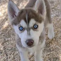 Ruby, a female Siberian Husky for sale in Tucson, AZ – Photo 3 of 4