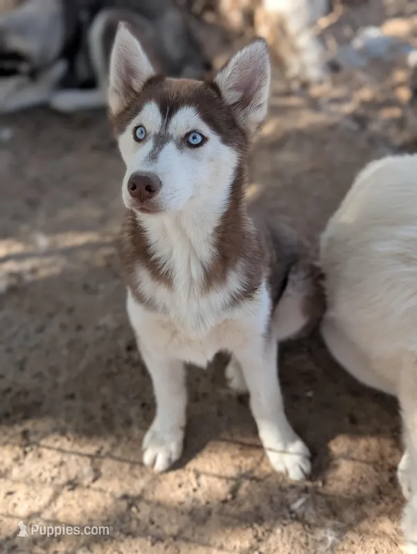 Ruby – Siberian Husky puppy for sale in Tucson, AZ