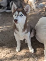 Ruby, a female Siberian Husky for sale in Tucson, AZ – 1 of 6