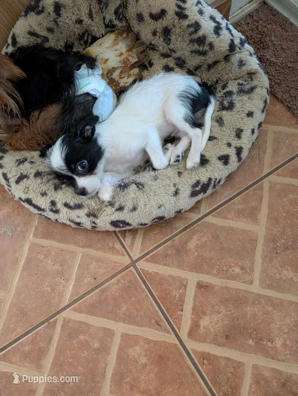 Wee Willy – Japanese Chin, Yorkshire Terrier puppy for sale in Tucson, AZ