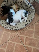Wee Willy, a male Japanese Chin and Yorkshire Terrier for sale in Tucson, AZ – 1 of 5
