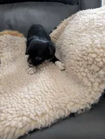 John , a male Japanese Chin and Yorkshire Terrier for sale in Tucson, AZ – 2 of 2
