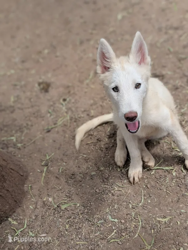 Sid – Siberian Husky puppy for sale in Tucson, AZ