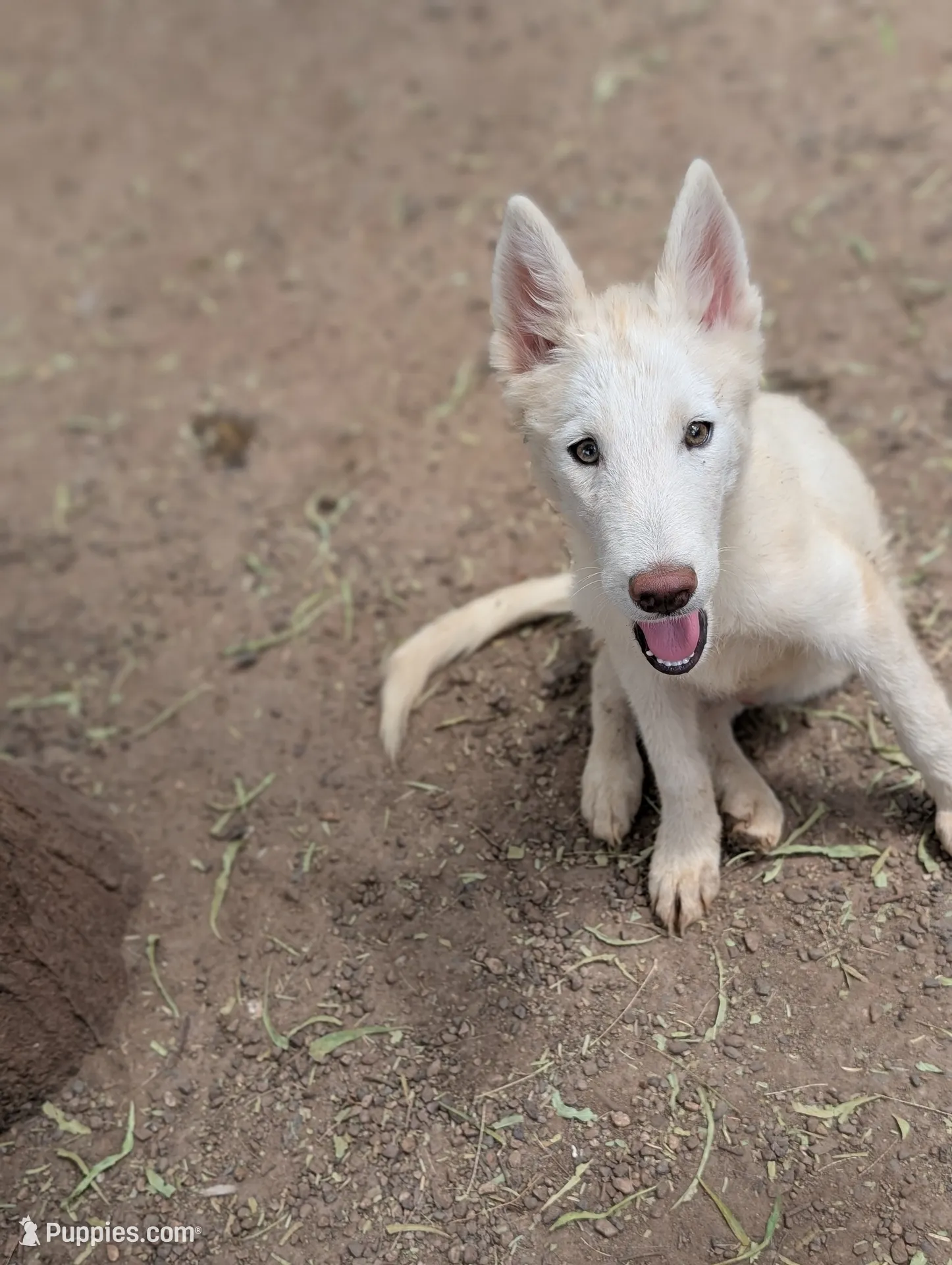 Sid – Siberian Husky Puppy for Sale in Tucson, AZ | Puppies.com
